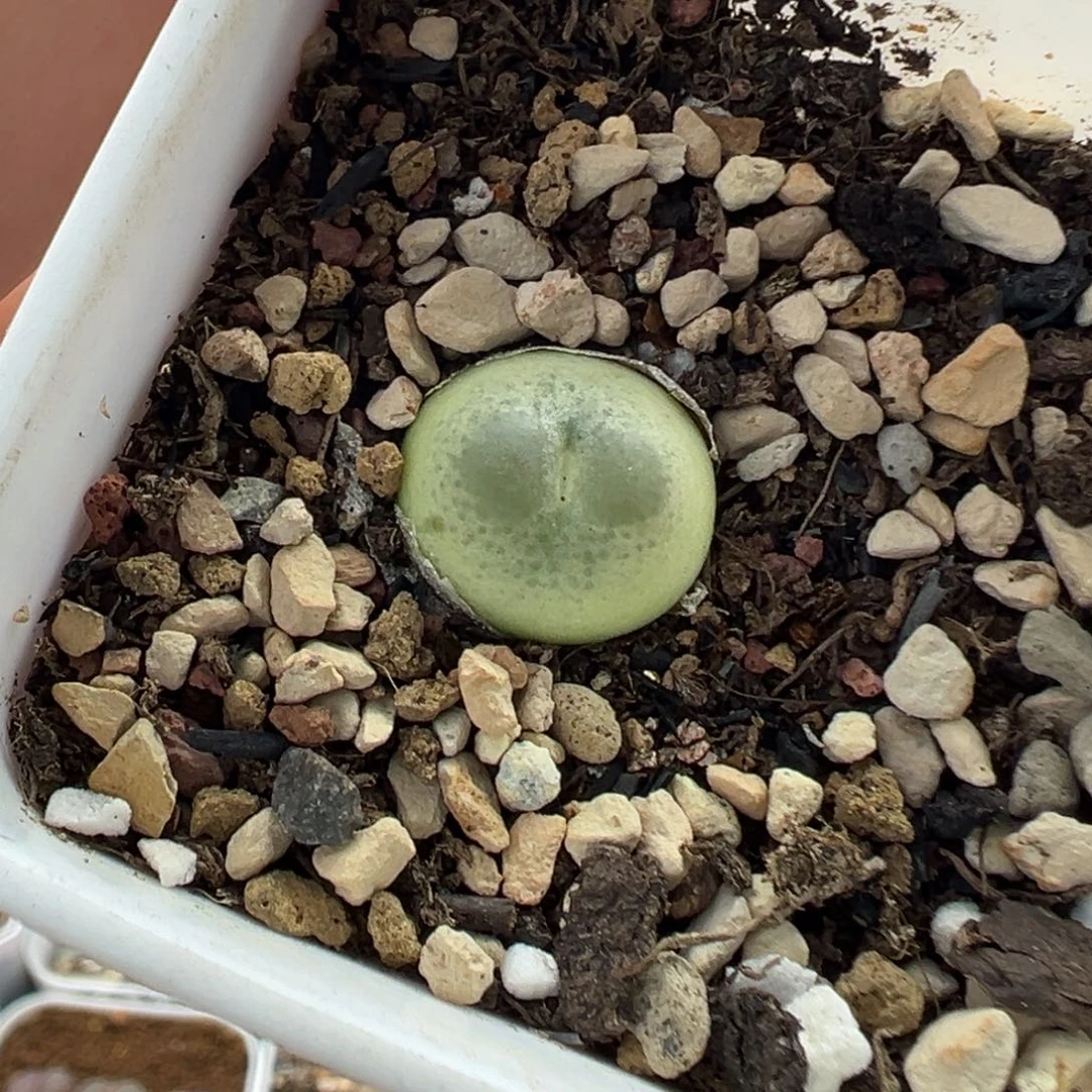 140拉登带盆土发货