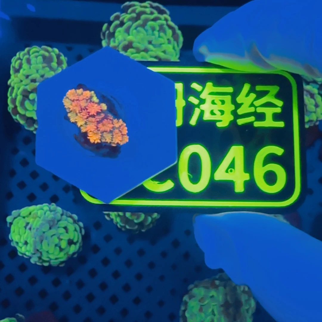 A***S纽扣珊瑚晓晓不包邮澳彩原石C046