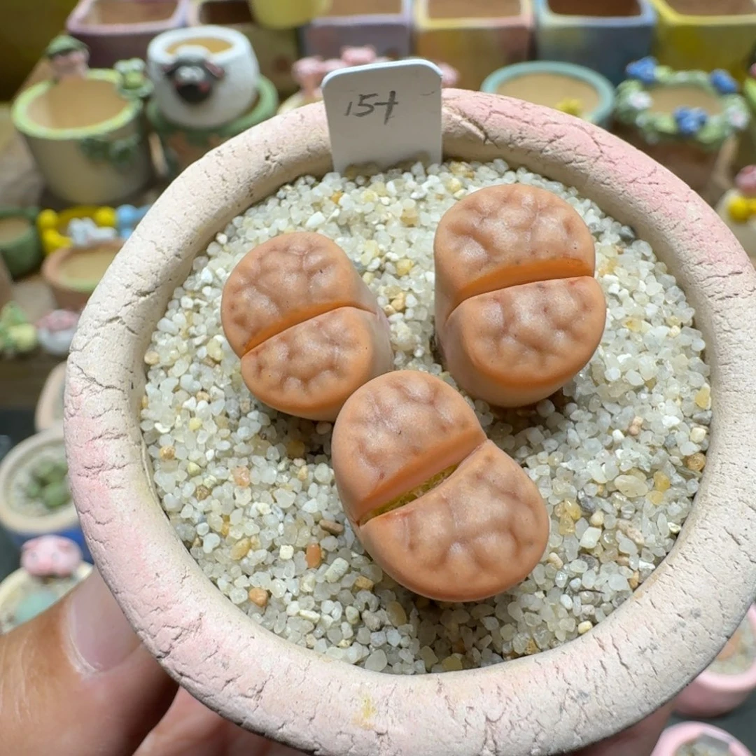 蘑菇1145花纹多肉植物