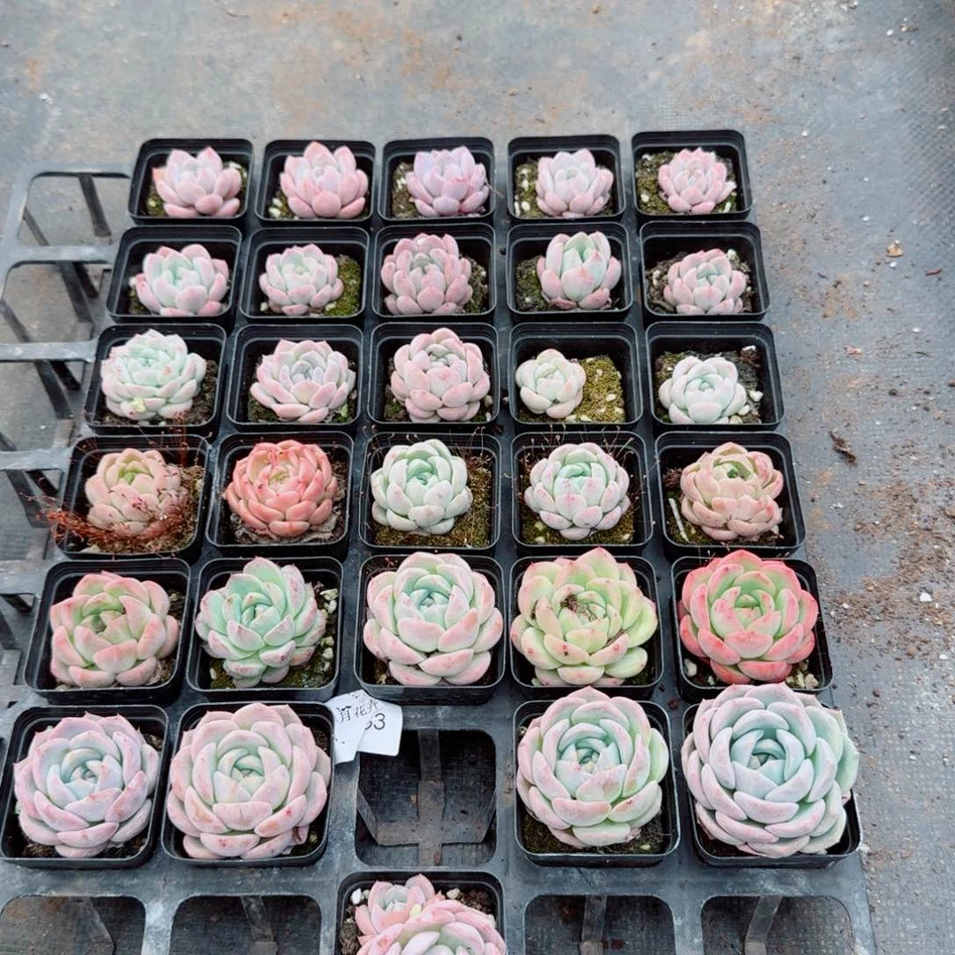 4-33多肉杂交三十颗量拍