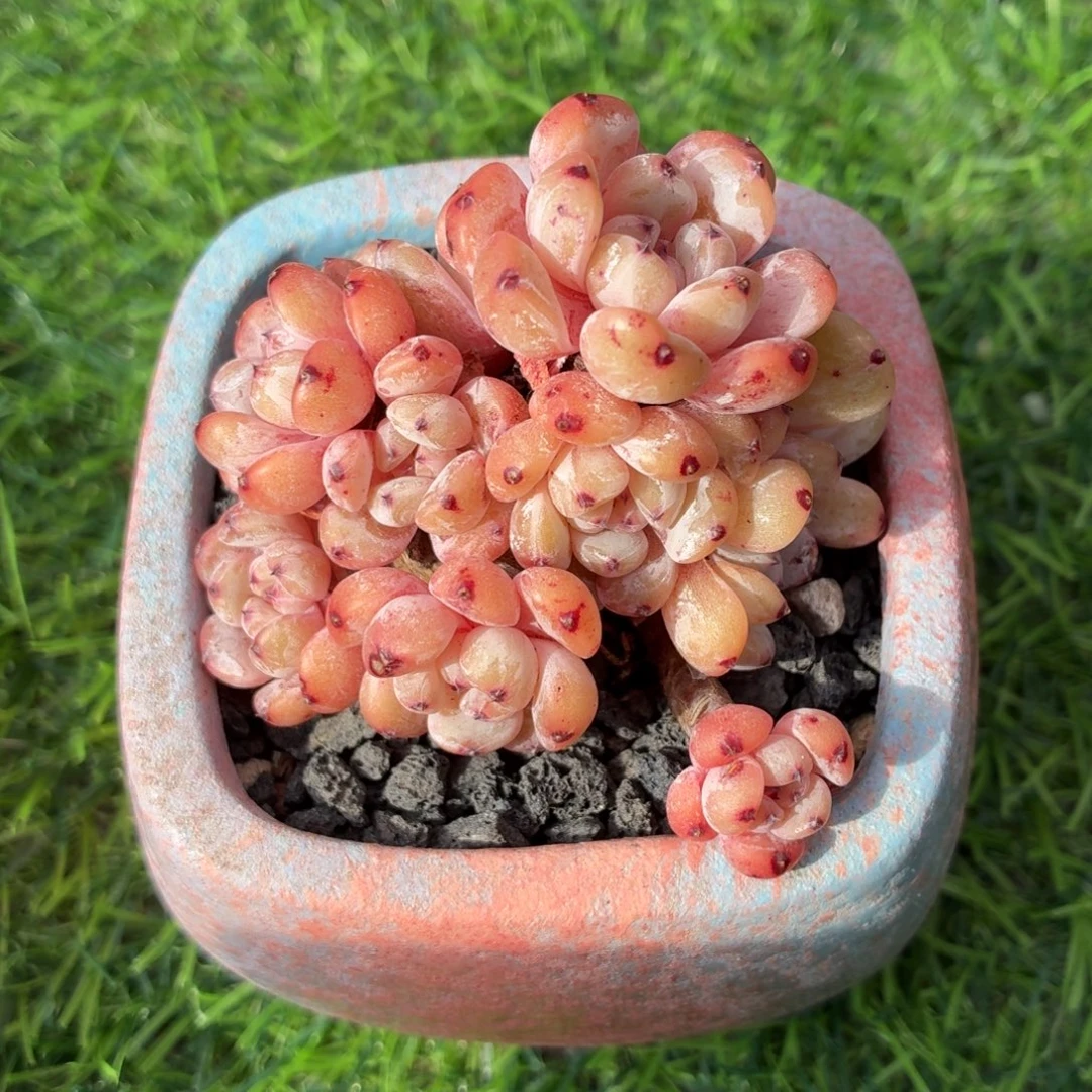 多肉植物 雪爪一物一拍-4