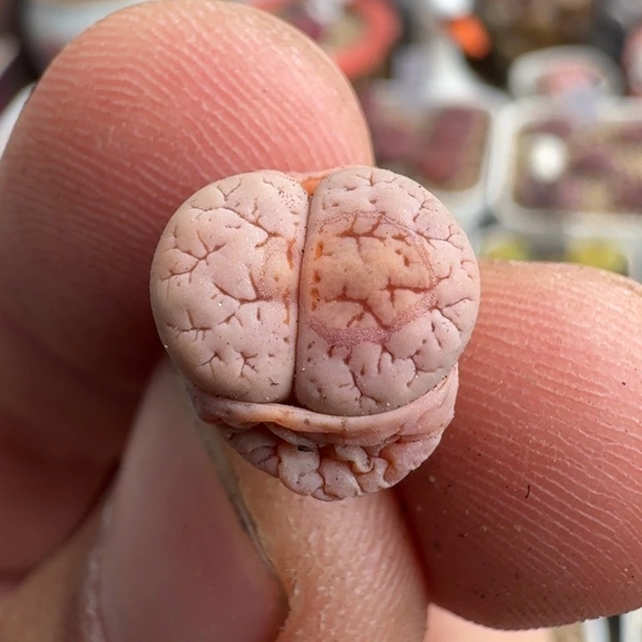 6****?K398粉版188或杂