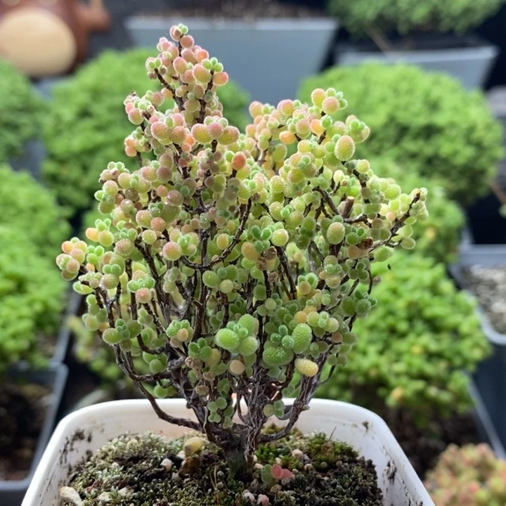 蜜橘糖球8239枝干番杏