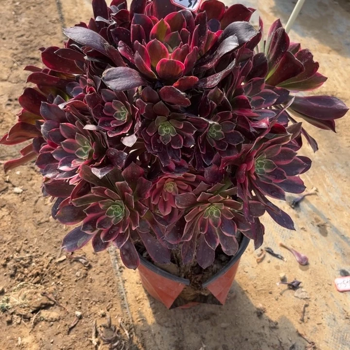 13-31金丝多肉植物