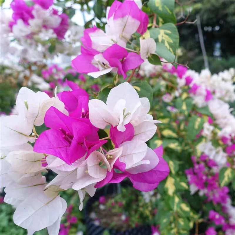 【金心双色】双色花三角梅四季开花喜阳盆栽阳台门庭院花园爬藤植物