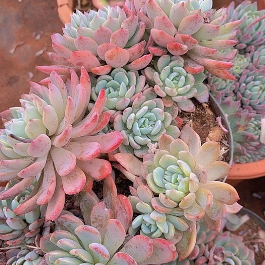 多肉植物。。。。。。。。。。。。。。。。