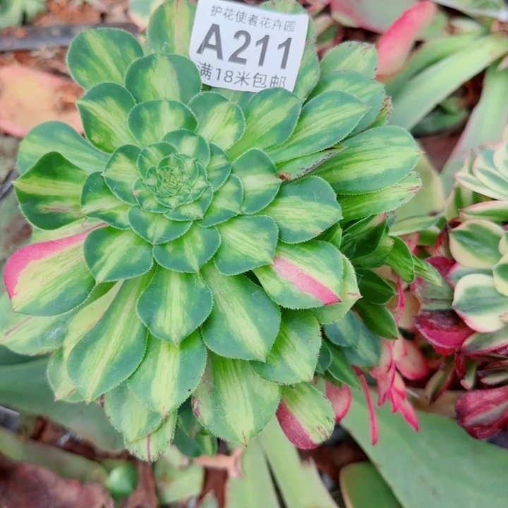 多肉法师知否朵朵