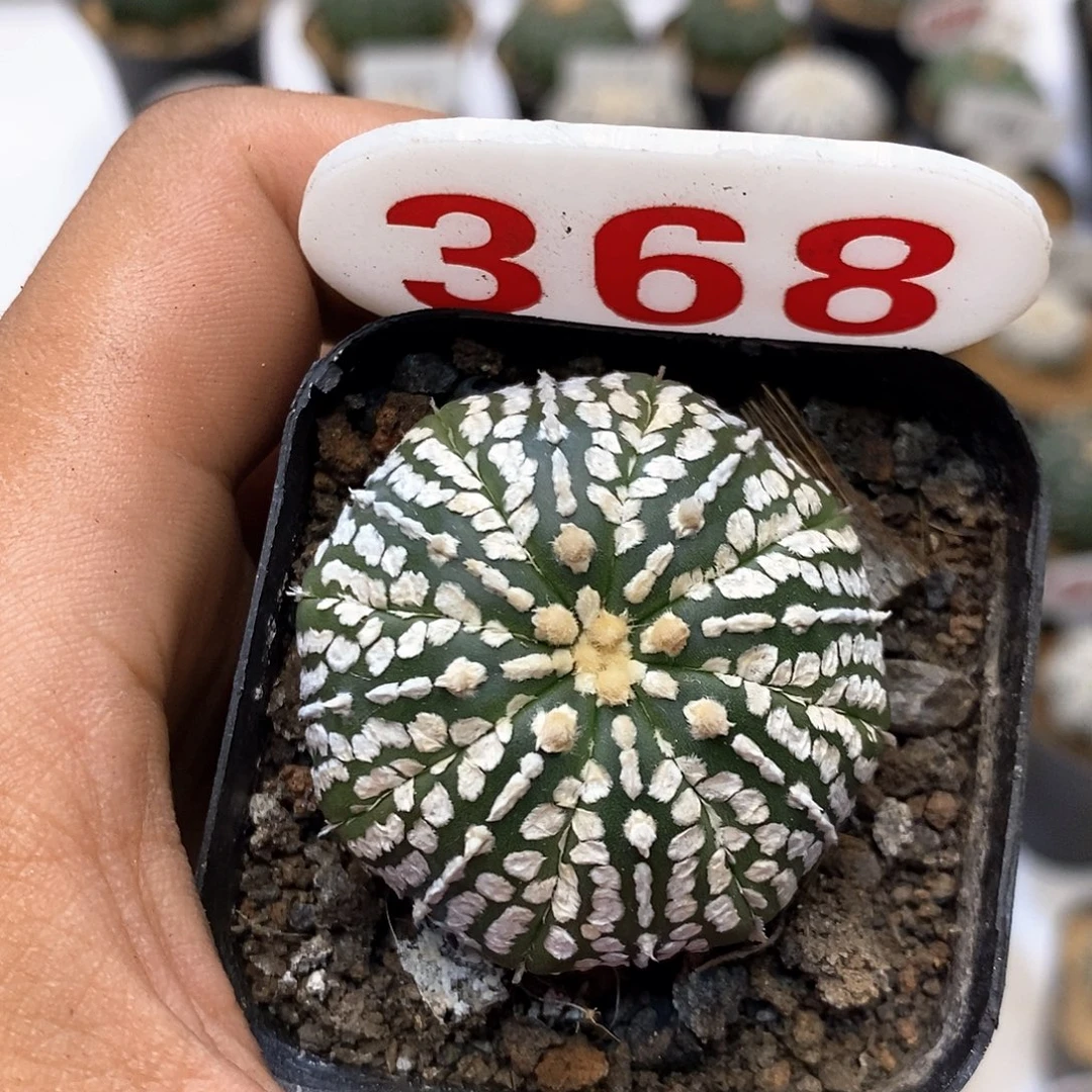 368福利特价咯打榜加油