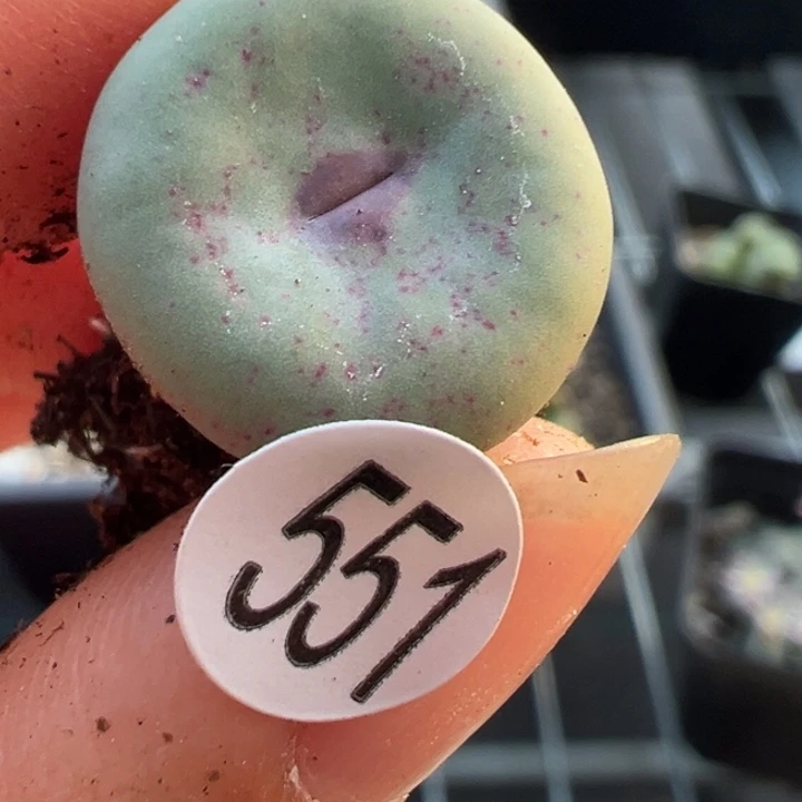 551干1111111111111111