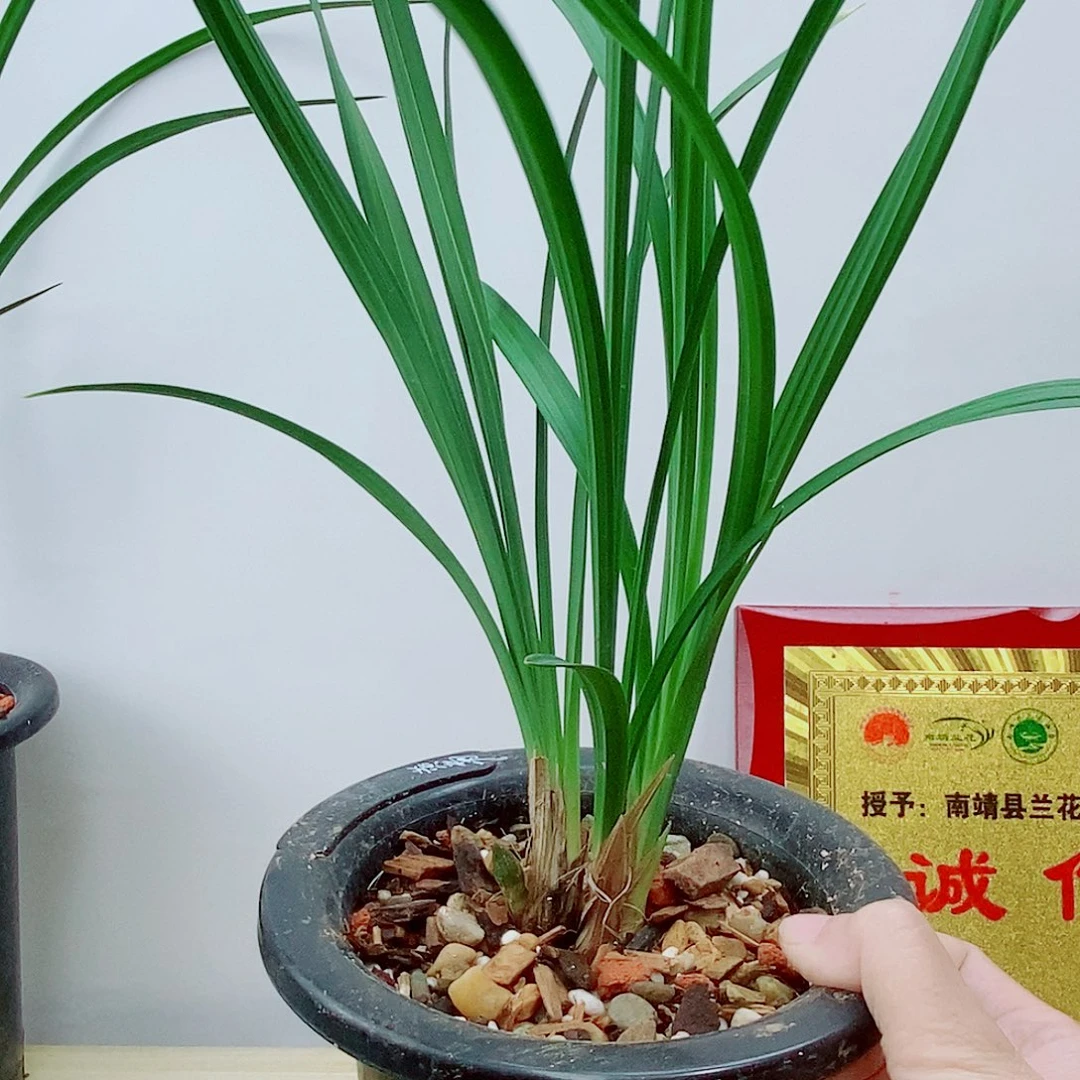 当前无花栽培后可以开花黄菊