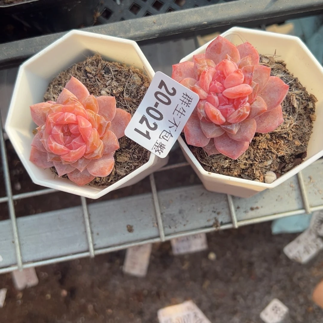 木*小卡拉米糖心一物一拍20-21