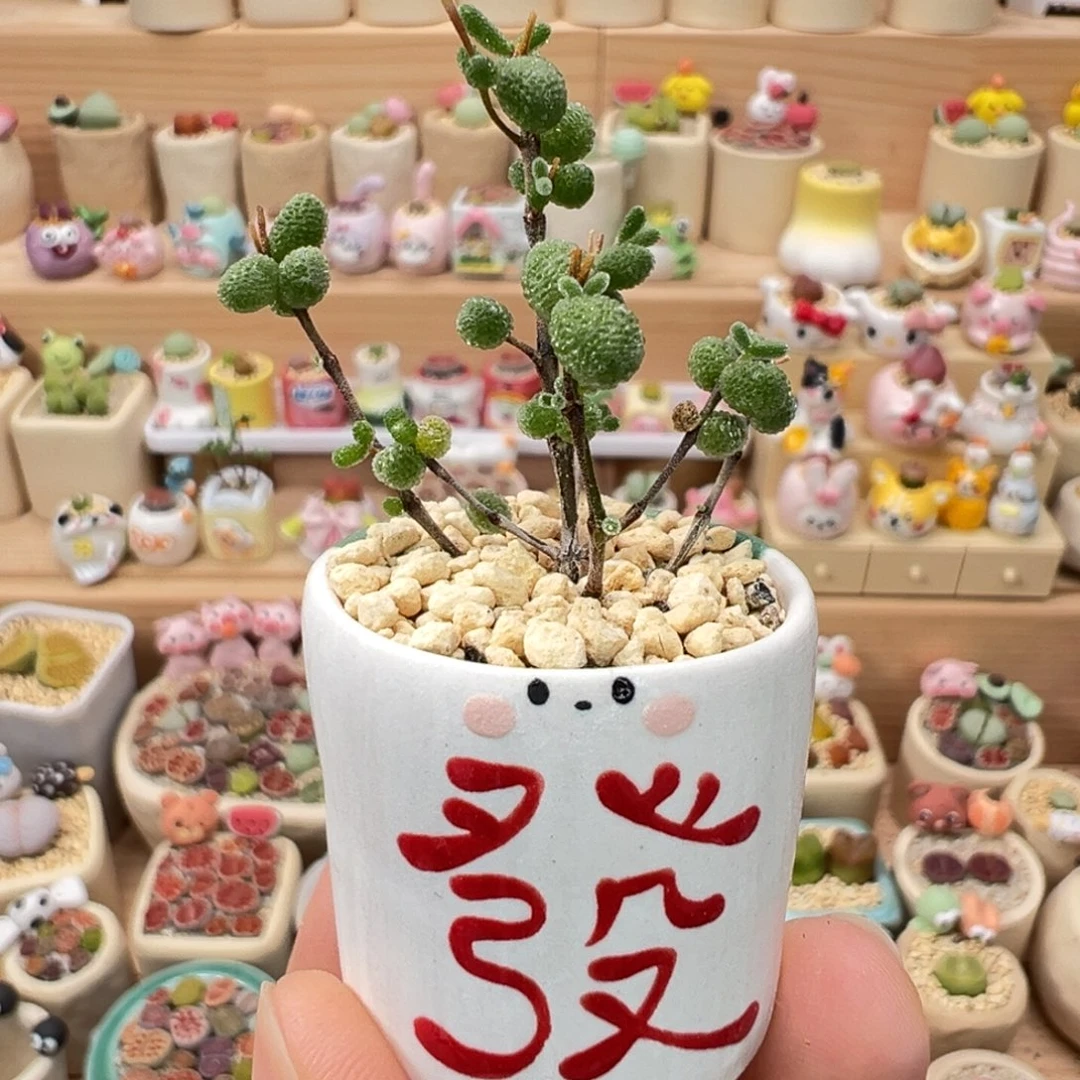 多肉植物55号枝干