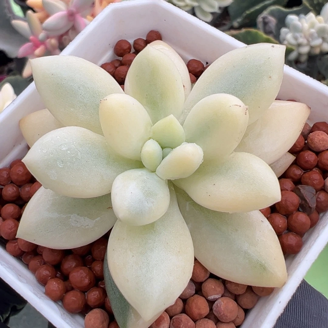 白透基因新香水锦，覆轮锦