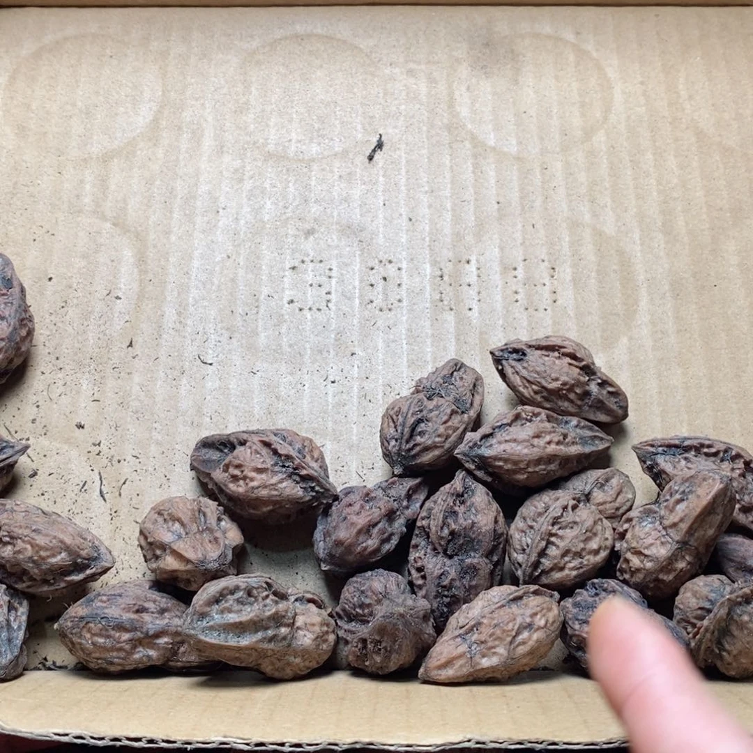 文玩核桃吊坠白*翁核桃7