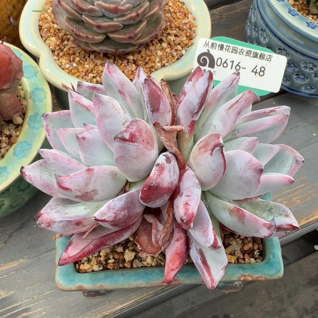 从前慢多肉精选编号0616.48