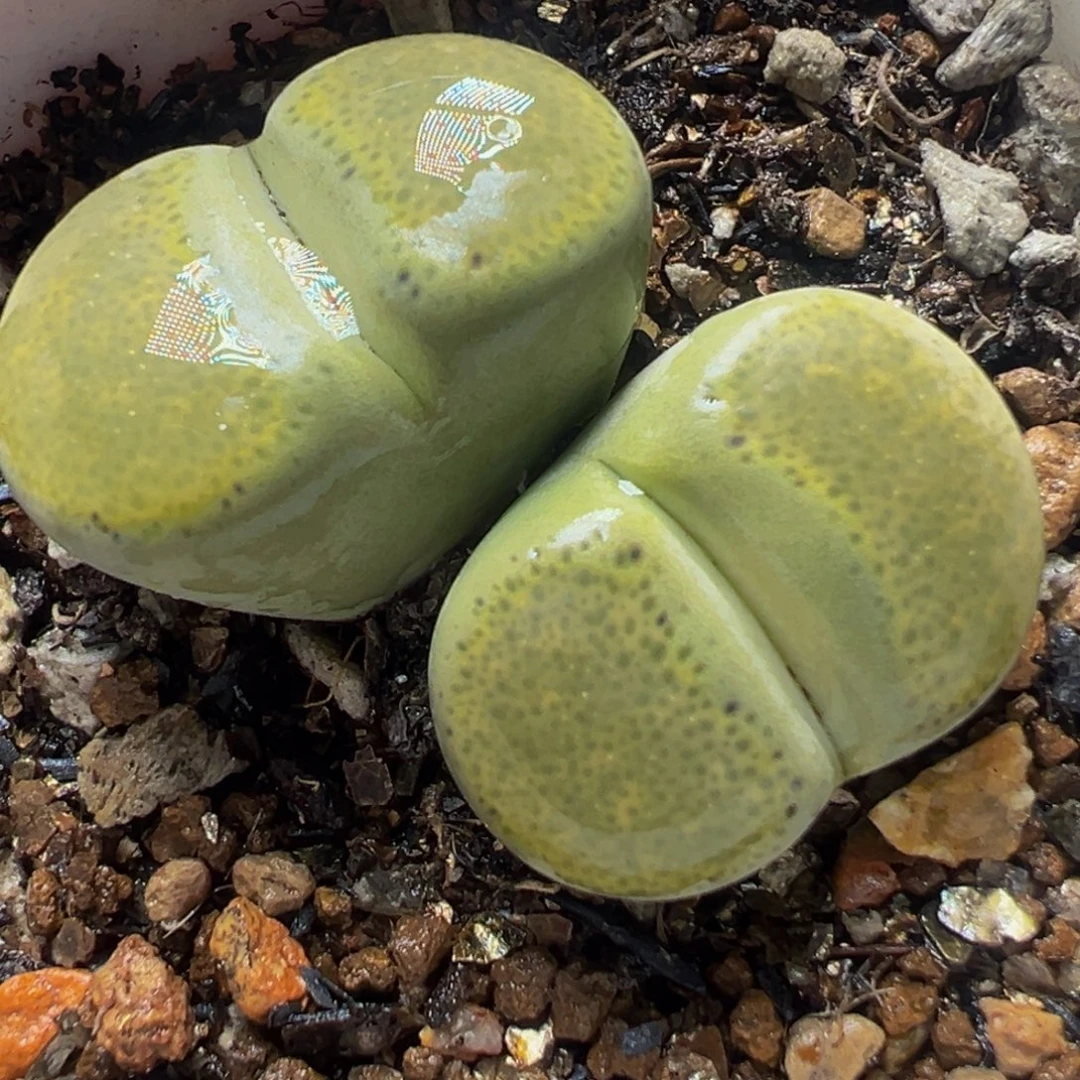 绿体碧琉璃多肉植物百科