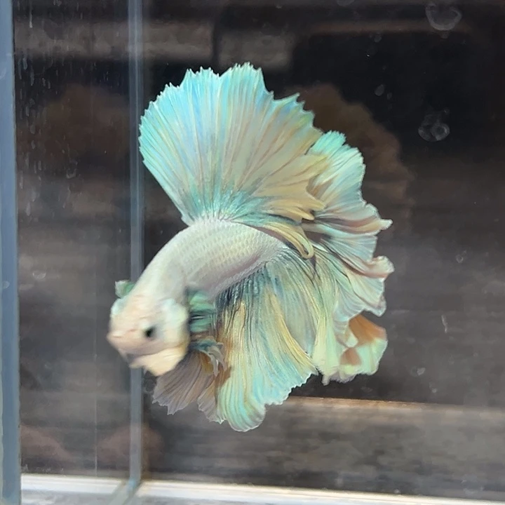 斗鱼62号清货低价，柠檬海盐