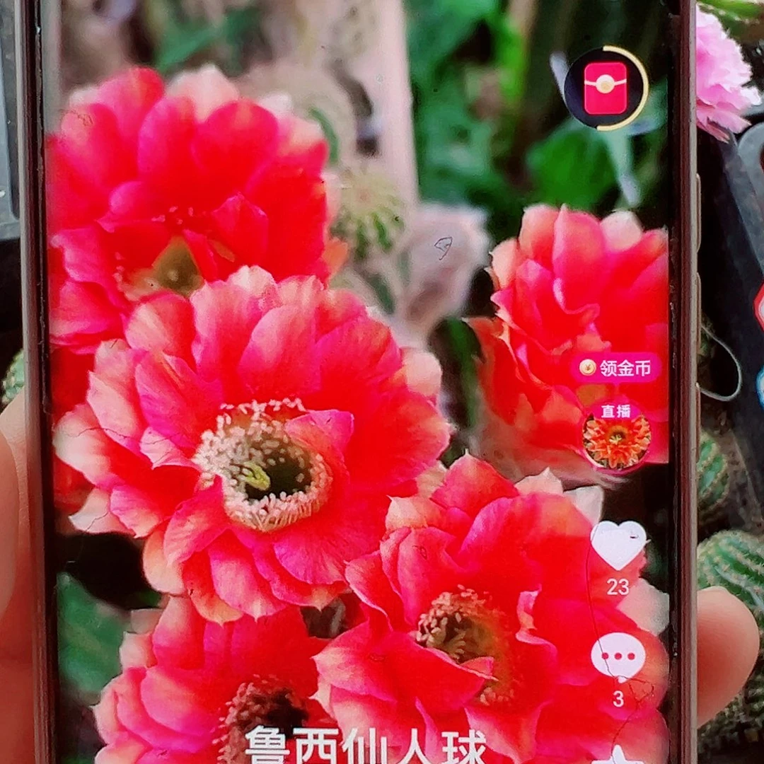 丽花38侧芽 20 包邮