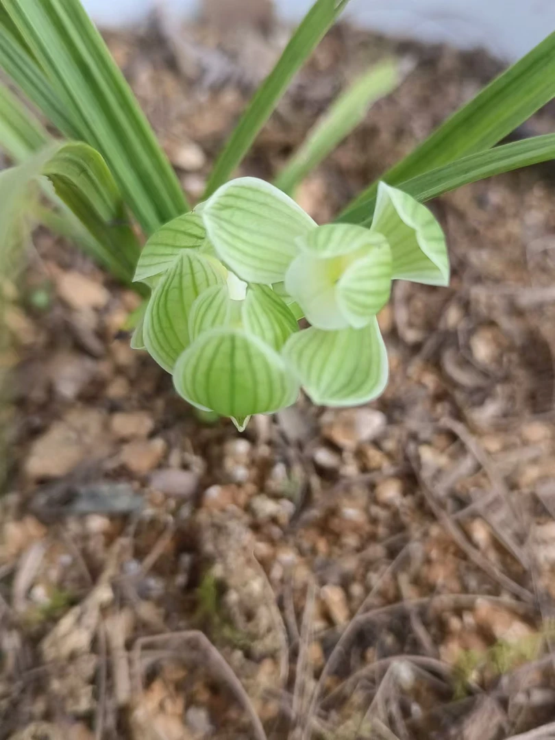 贵州兰花爱好者 直播实物间一物一拍
