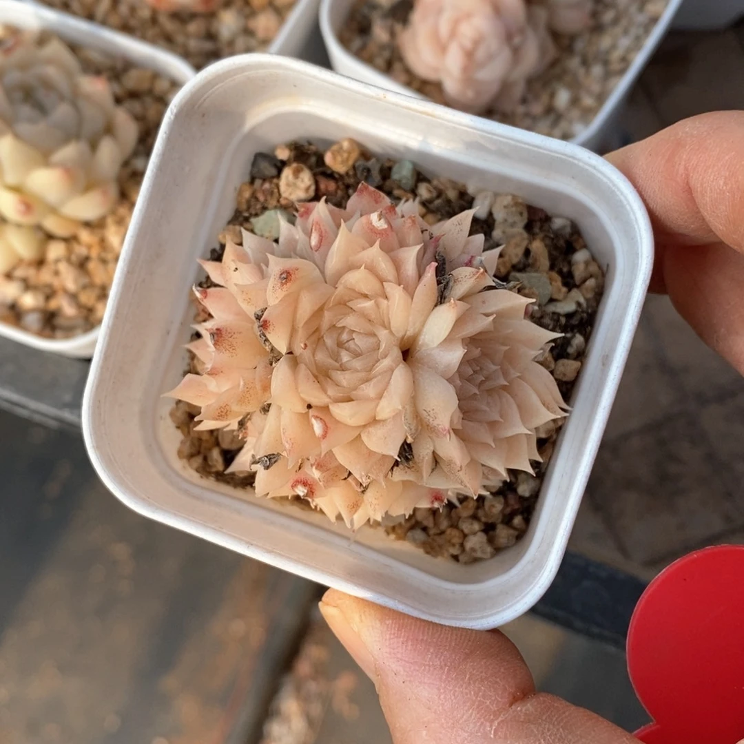 精品多肉一物一拍不包整7