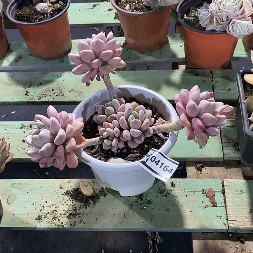 【闪购商品】花斑鹿04164