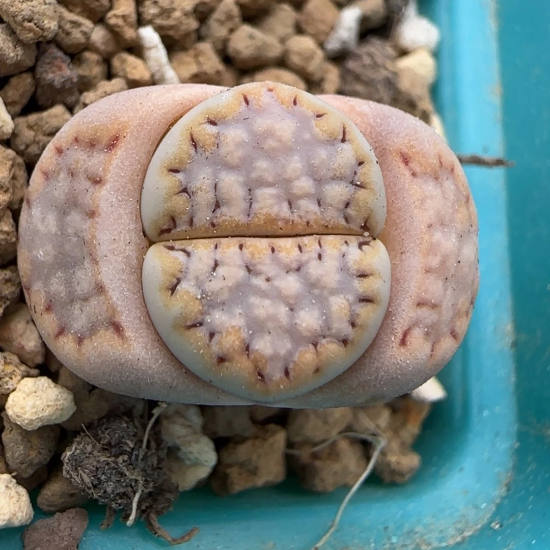 3.14，.6饼干，莫奈花园色彩，9023