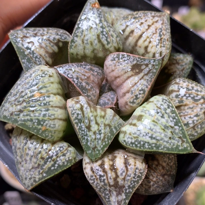 花魁青蟹带盆土发货