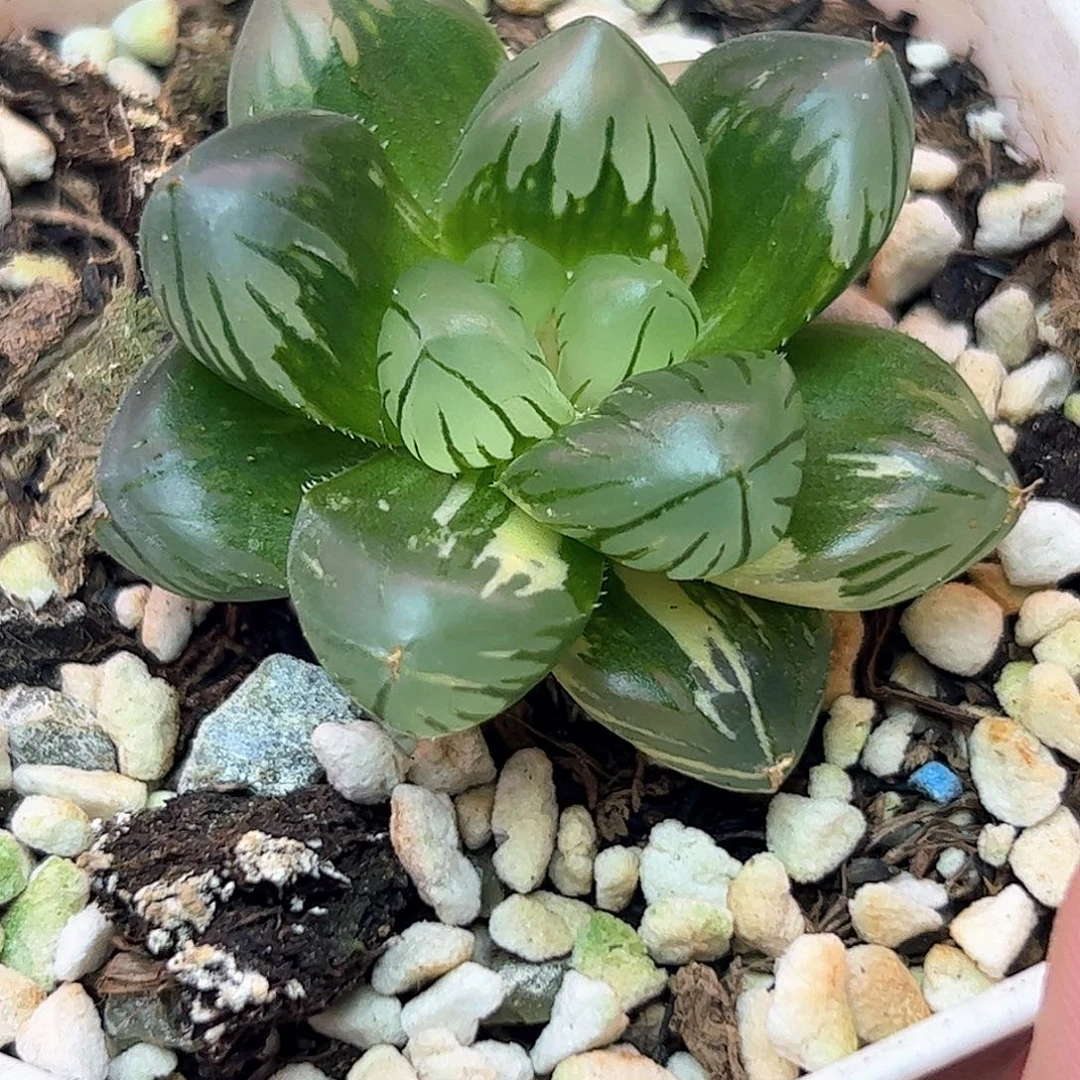 水中月锦十二卷多肉植物