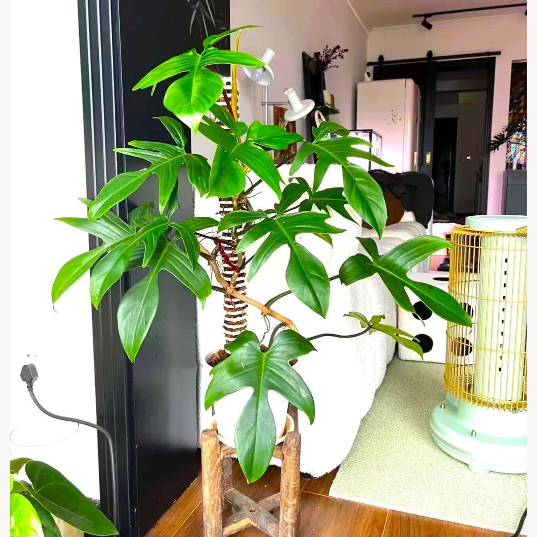 飞机蔓绿绒室内绿植防辐射适合卧室阳台养护