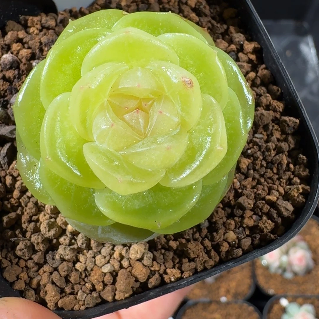 1115-1-素素单头一颗