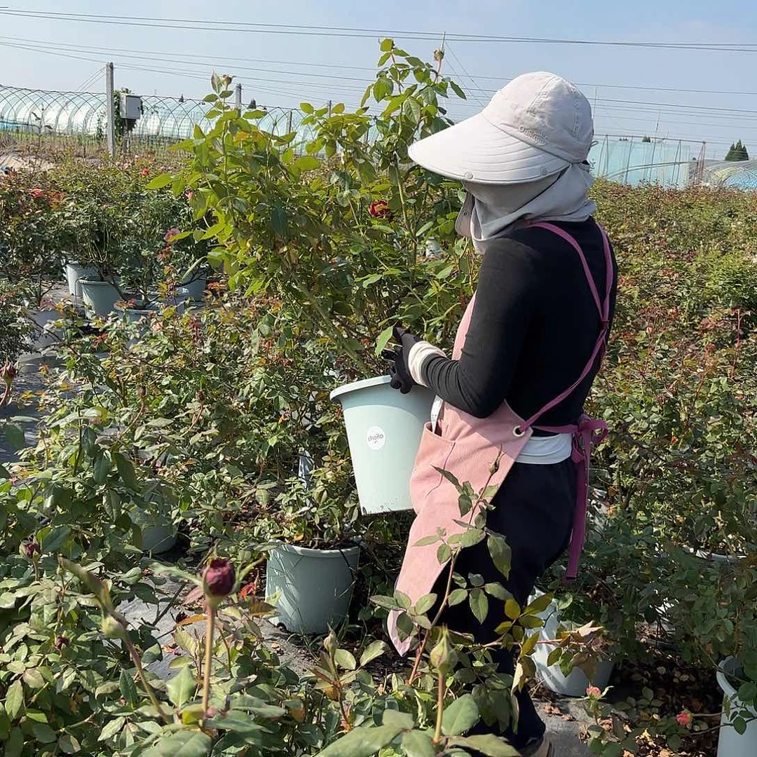 I***C詹尼斯6加仑苗子198