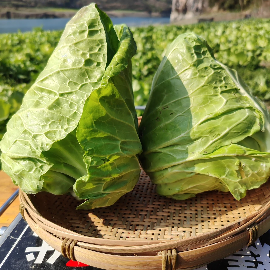 （牛心包）湘西本地农家自种