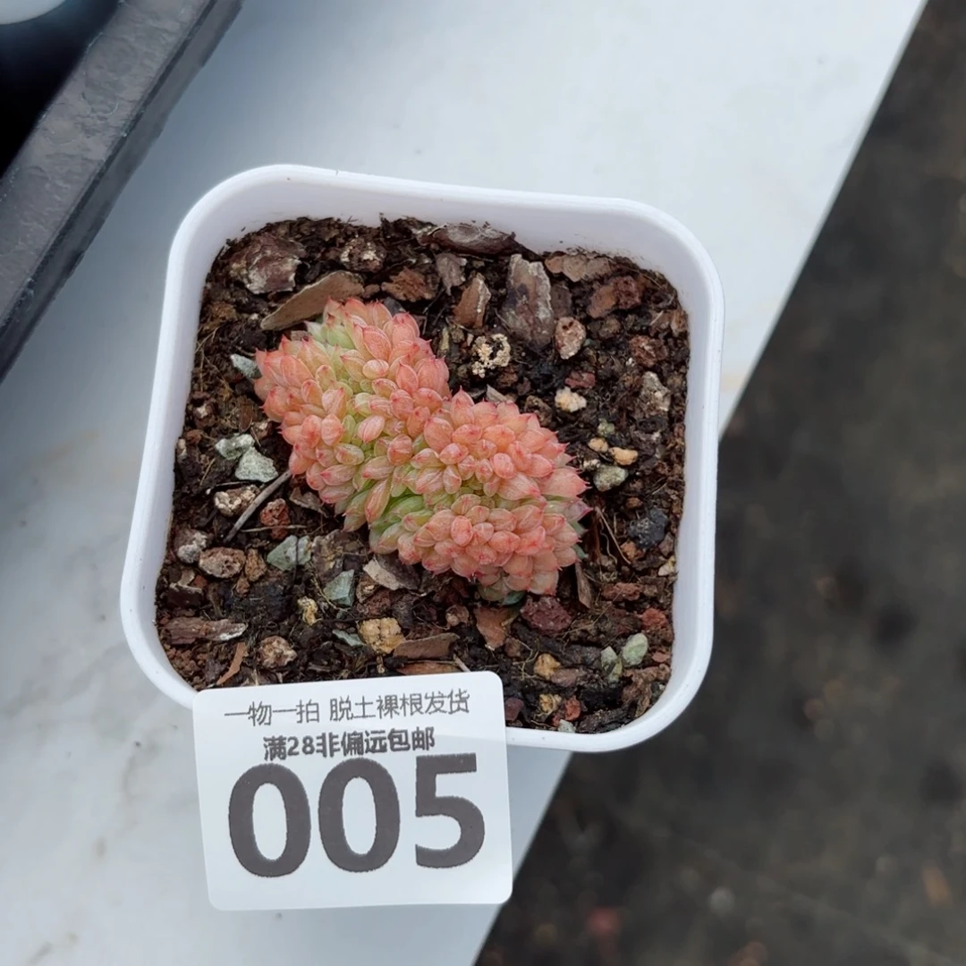 白胖子缀化无盆土发货
