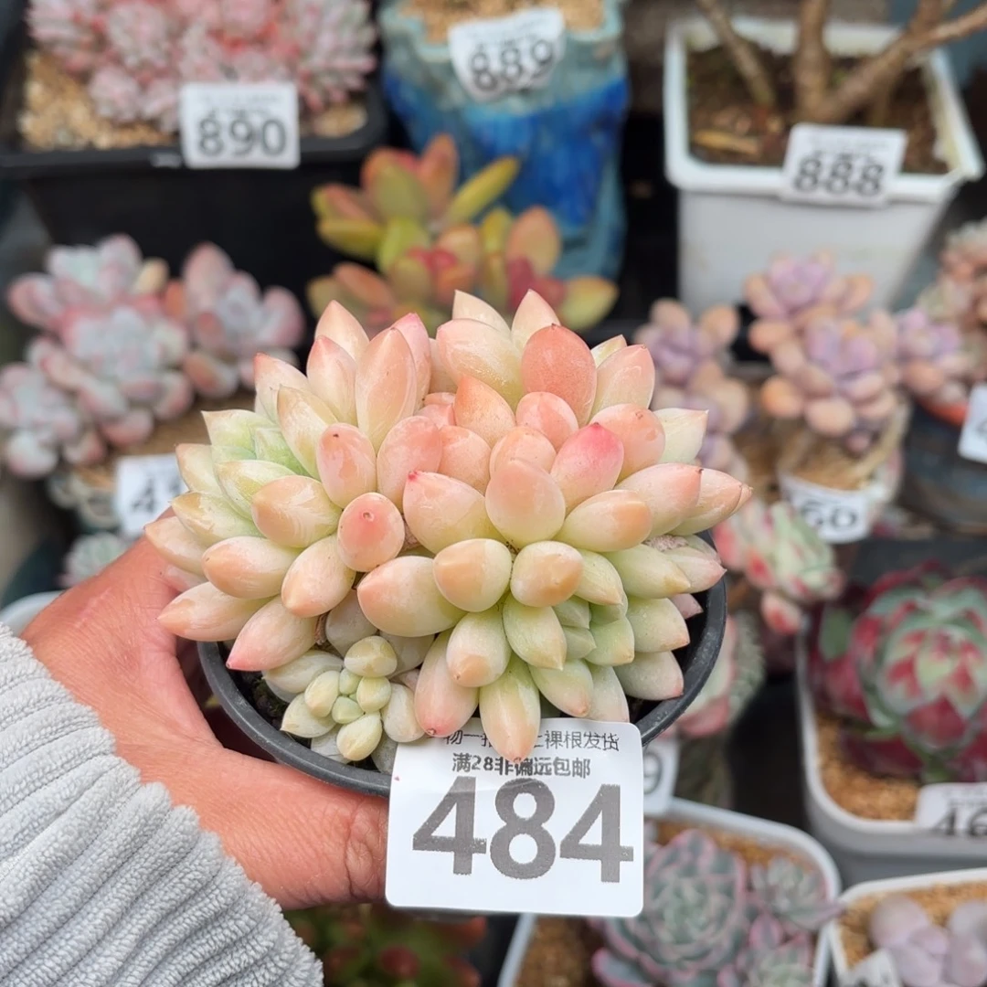 星空美人无盆土发货