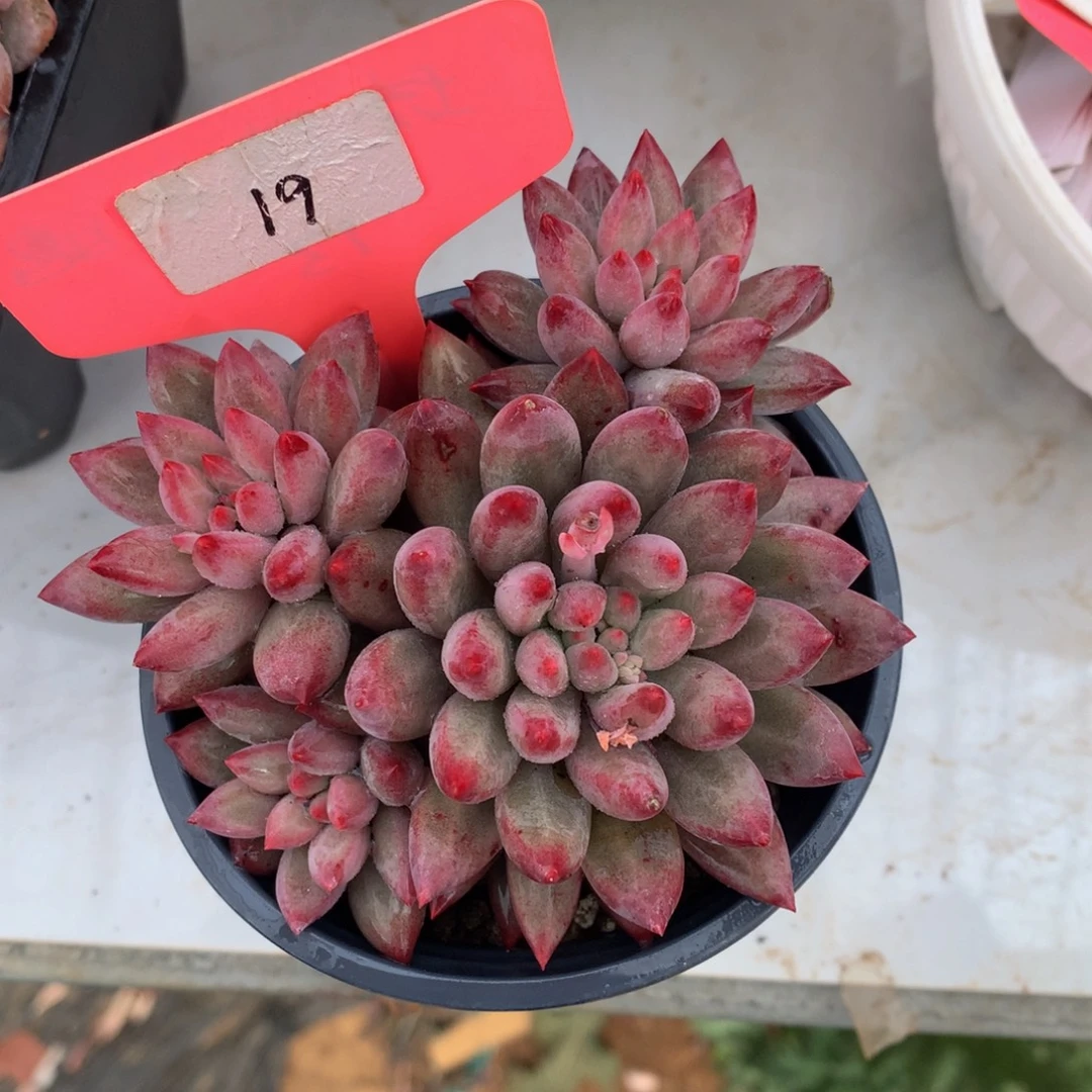 虞美人727272727372