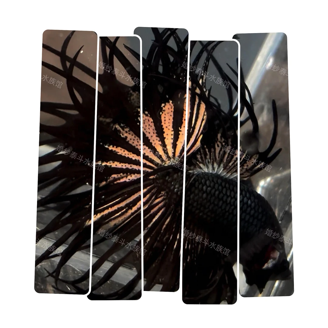 C1（1-24）泰国小型热带观赏鱼（直播间选鱼）