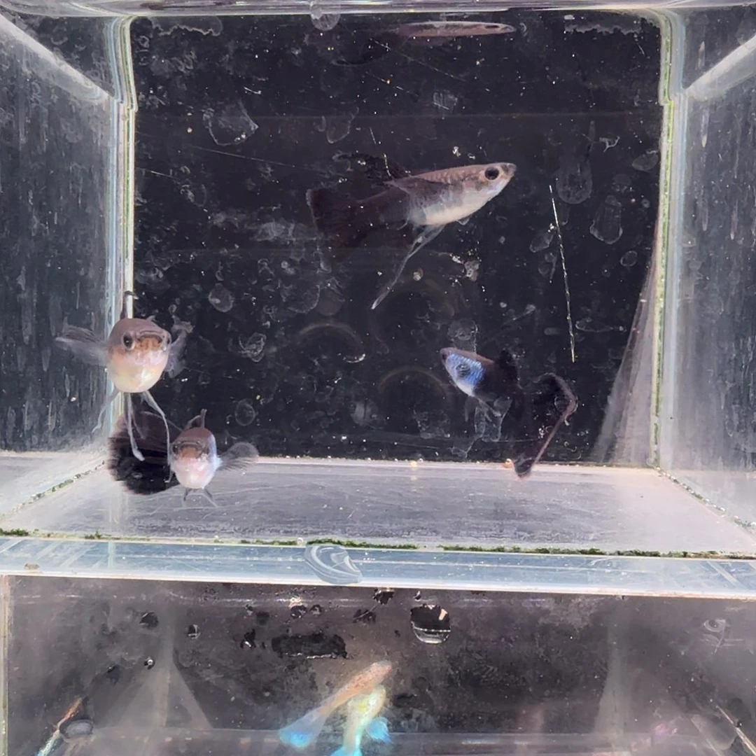 孔雀鱼艾尔银大C2对