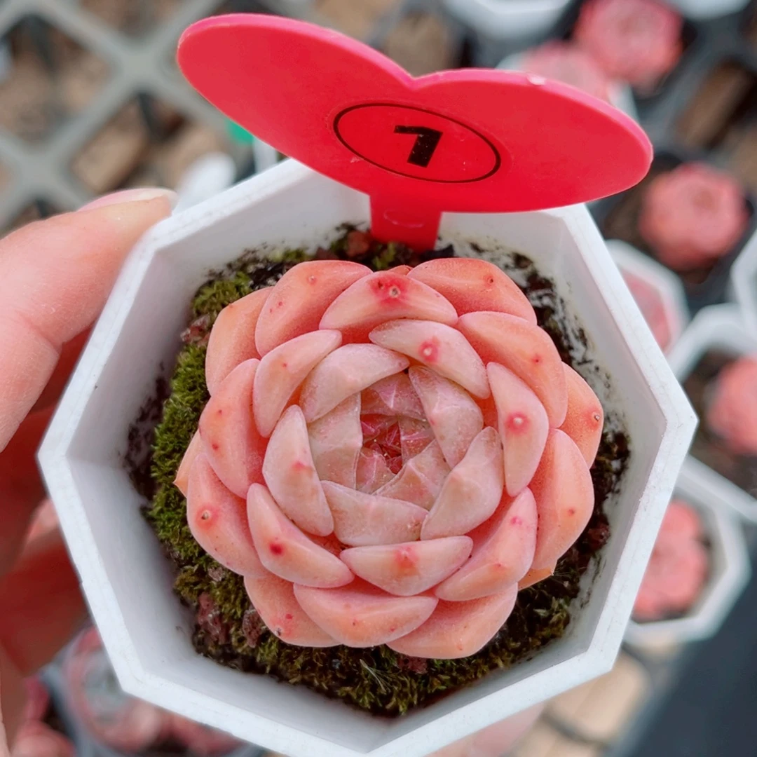 1号小老桩糖心单头