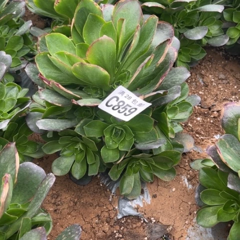 859枚金玫瑰不包断枝多肉