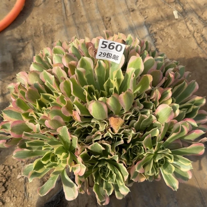 560白凤……多肉植物