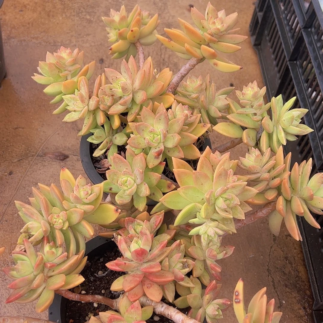 黄金布丁大盆整装两盆