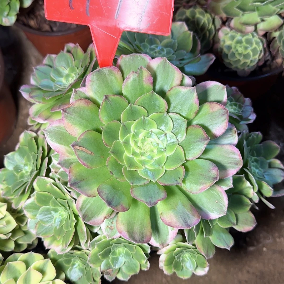 4179海王多肉法师