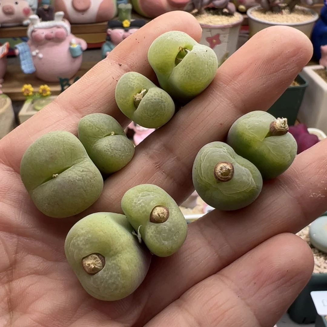 499。青蛙种源翠光 双头母本