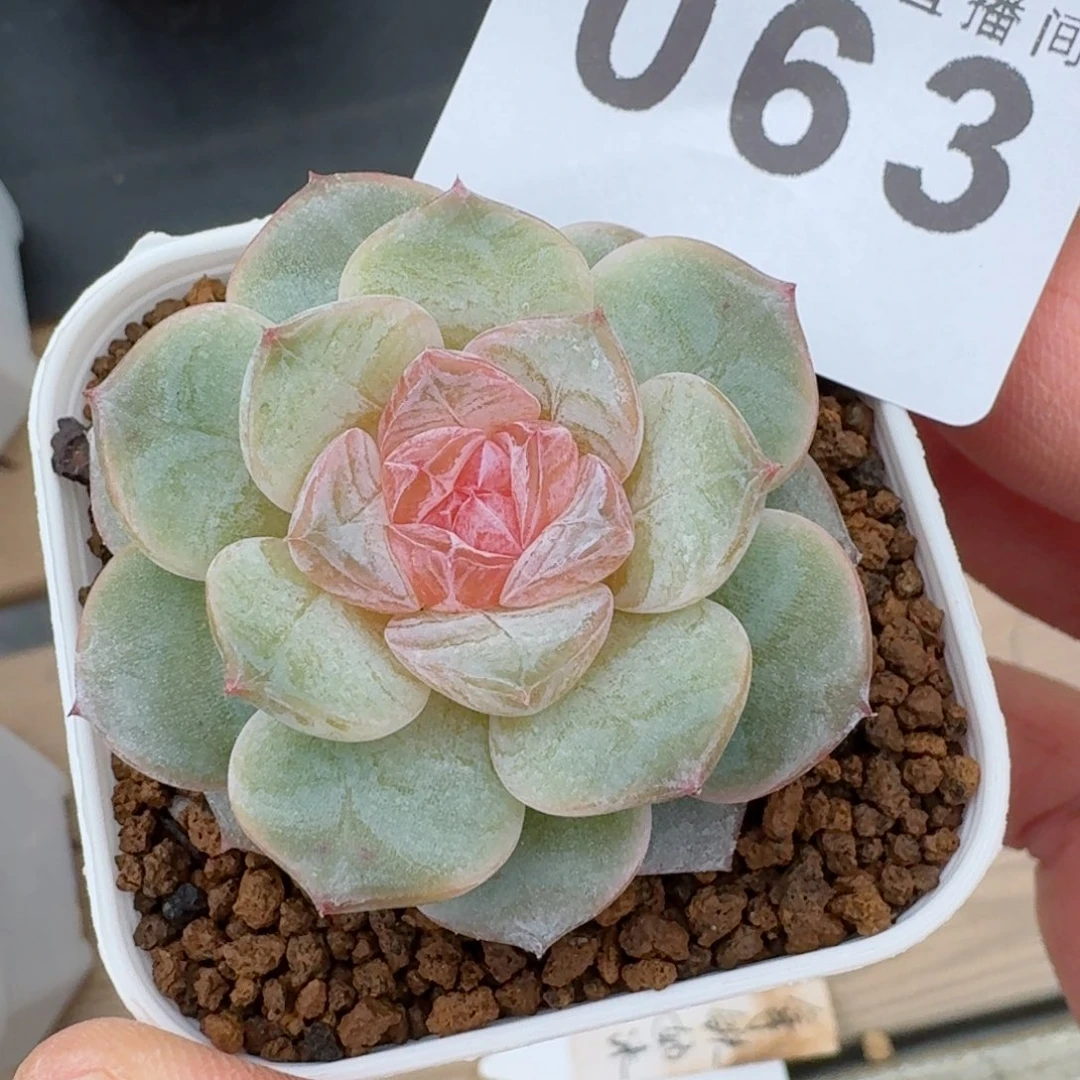 软糖优选