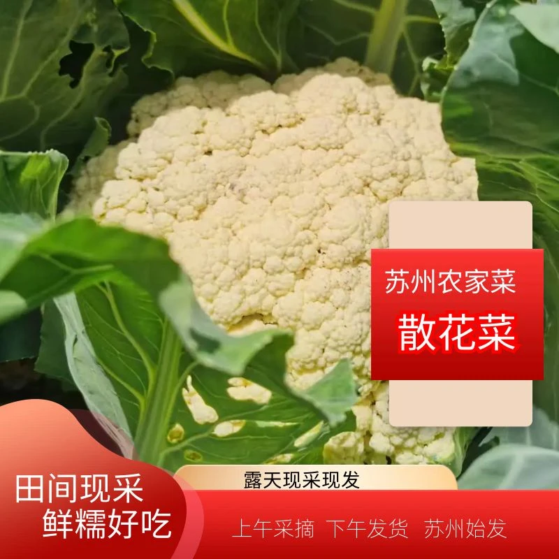 [散花菜]田间新鲜现采鲜香好吃