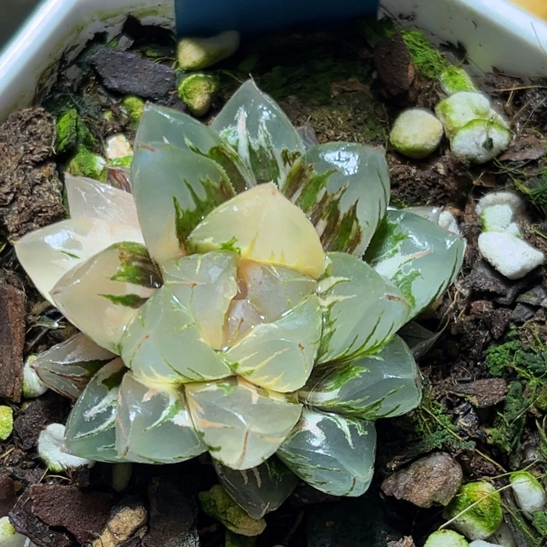 恭喜发财大吉大利514