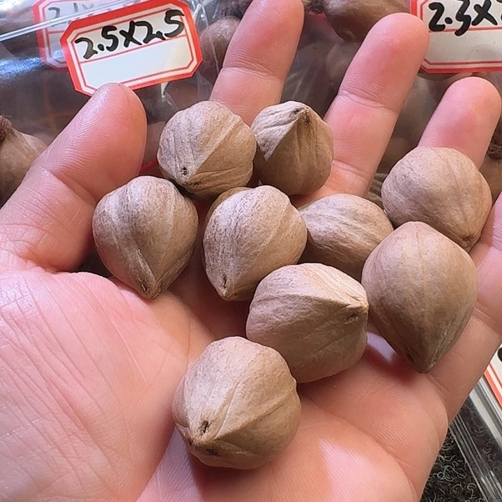 吊坠橄榄核展*2.4❌3.2