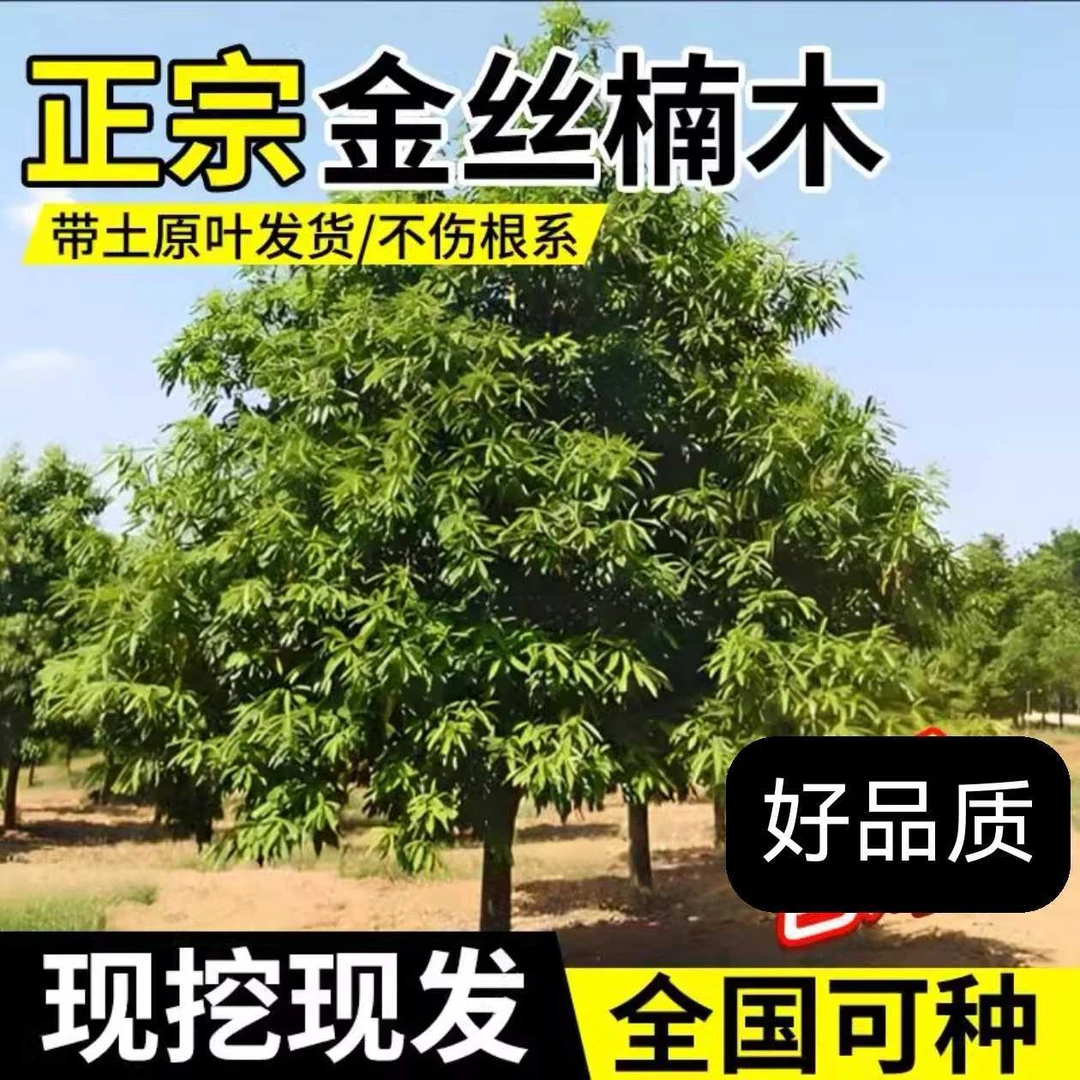 四川金丝楠木苗正宗金丝楠大树名贵小叶桢楠树苗金丝楠木苗楠木树