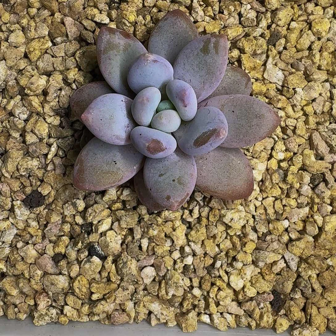橙龙 单头 一物一拍