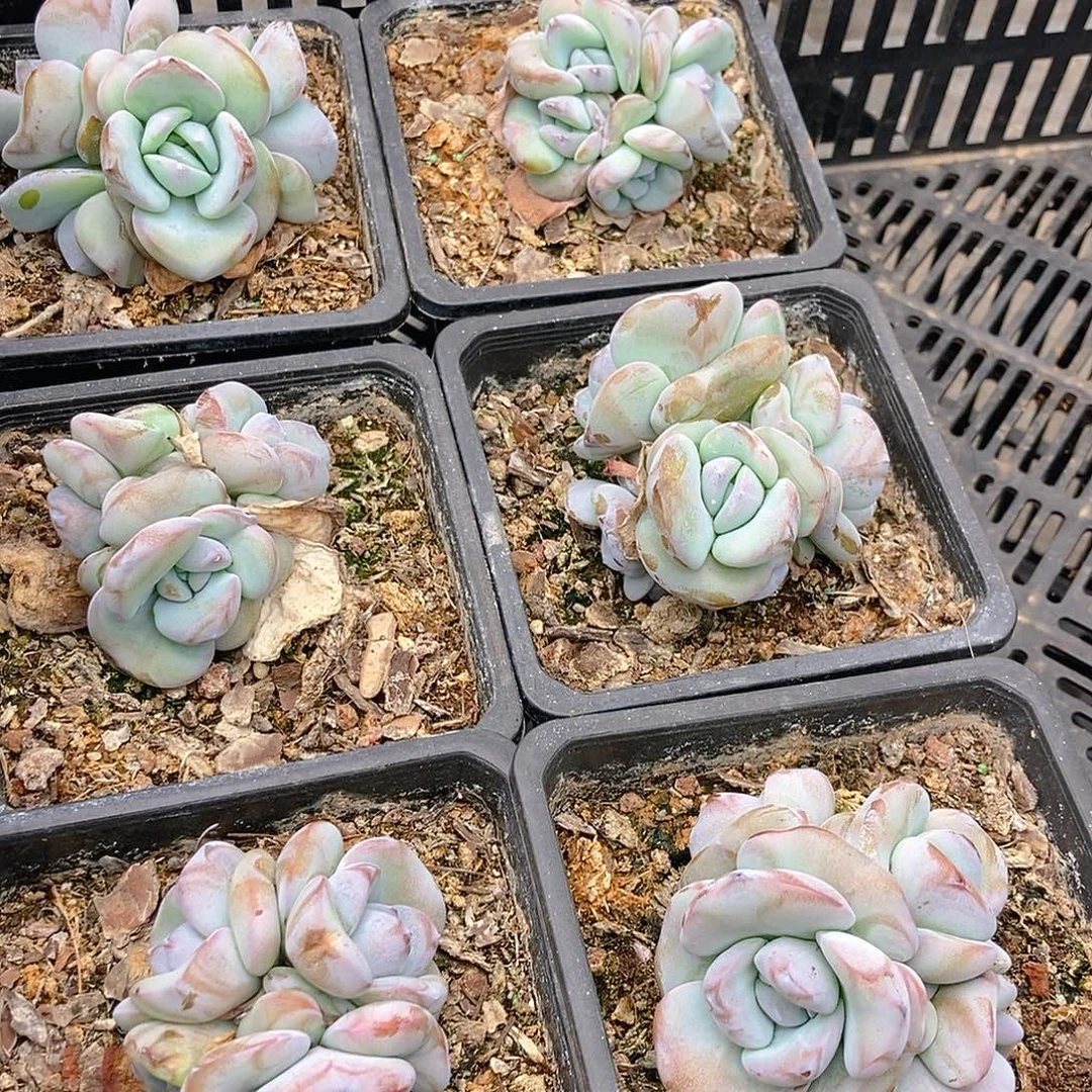 25-8奶茶多头肥肥的图片随机